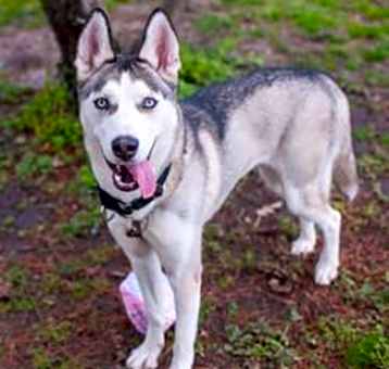 Photo of Artemis