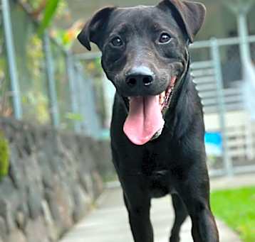 Photo of Marvel Litter: Bolt (now Lucky)