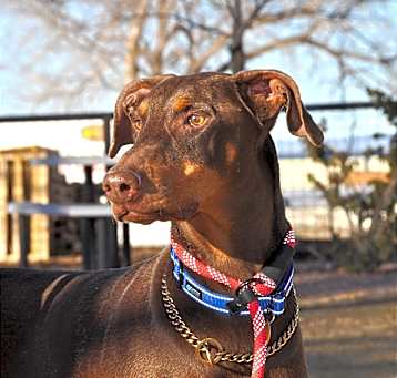 Photo of Gus