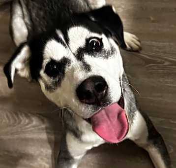 Photo of Luna