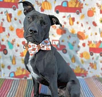 Photo of Memphis