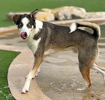Photo of Rambo