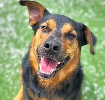 Photo of Watson