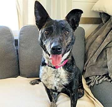 Photo of Otie