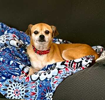 Photo of Dillinger