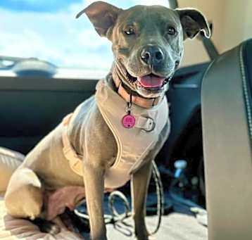 Photo of Gigi