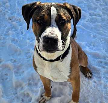 Photo of Scoobs
