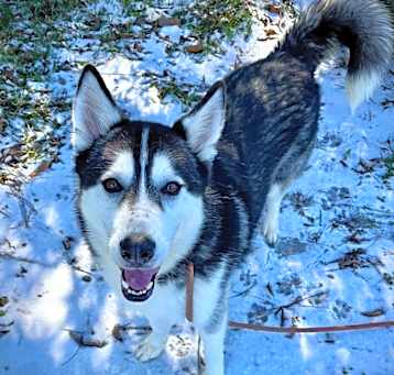 Photo of Roku
