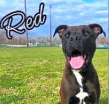 Photo of Red