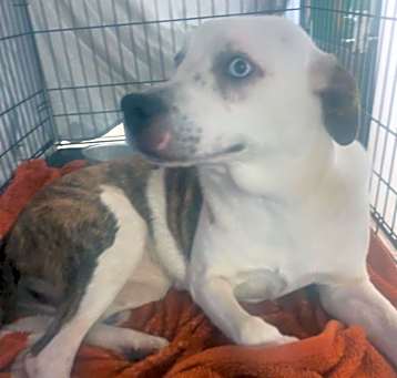 Photo of Nova