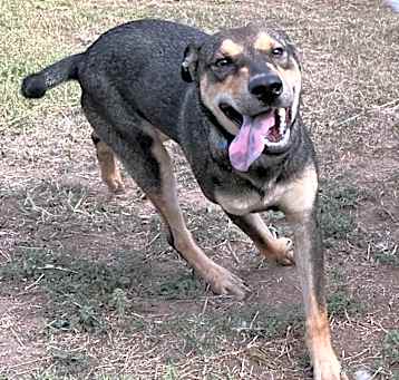 Photo of Grover