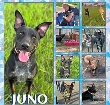 Photo of Juno