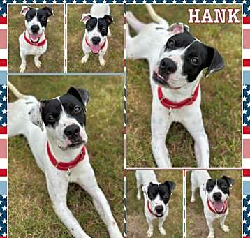 Photo of Hank