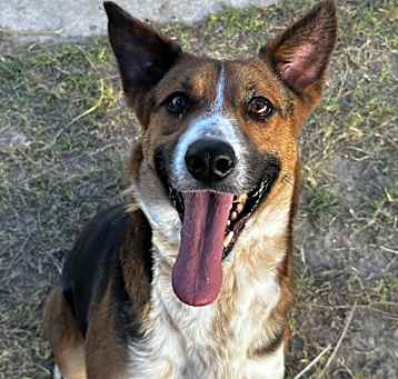 Photo of Flauta