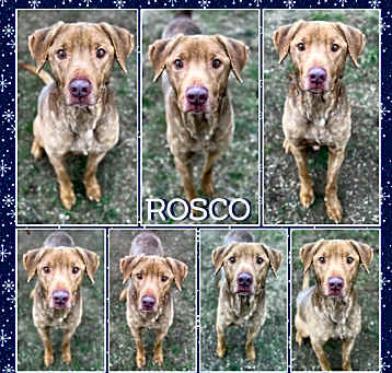 Photo of Roscoe