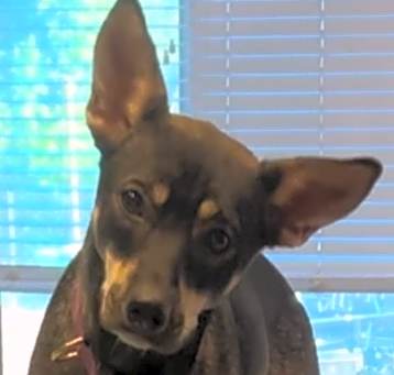 Photo of Lila A5071351