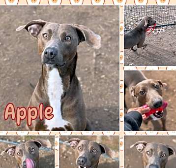 Photo of Apple