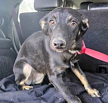 Photo of Dahlia  A4973727 AKA Delilah #1157