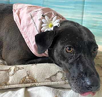Photo of Midge