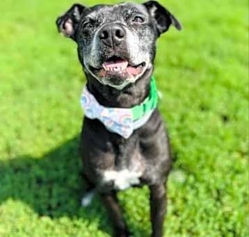Photo of Kona