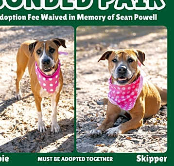 Photo of Skipper
