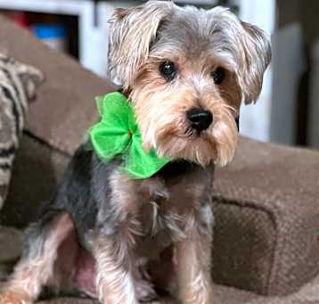 Photo of Maximilian