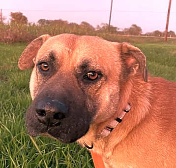 Photo of Charlie AC23-0918