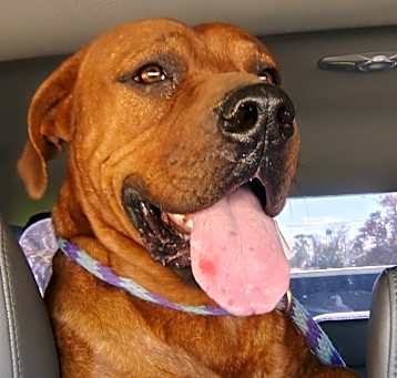 Photo of Bubba
