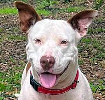 Photo of Sassafras