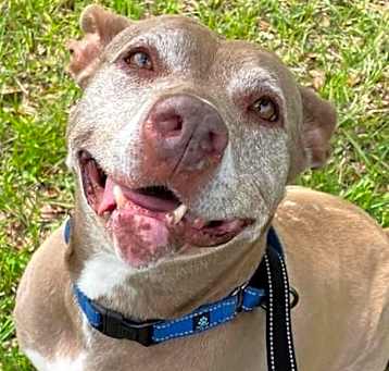 Photo of Tonka