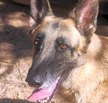 Photo of Aries