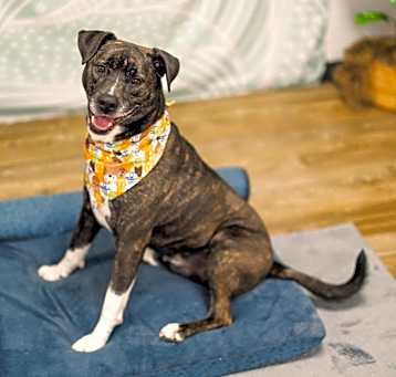 Photo of Barley (Sponsored)