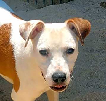 Photo of Romeo