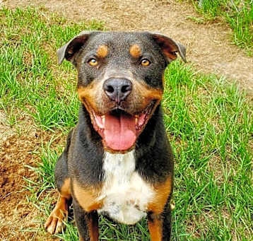 Photo of Ranger