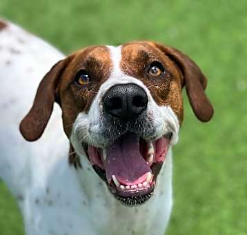 Photo of Huckleberry Hound