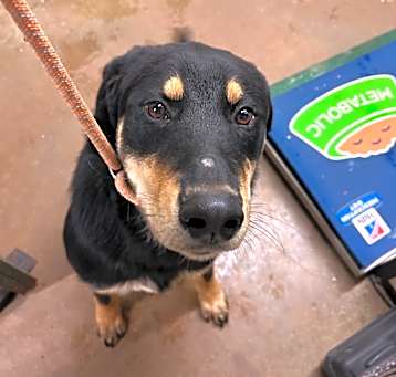 Photo of Buster