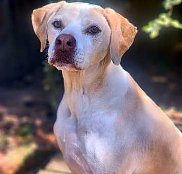 Photo of Bentley