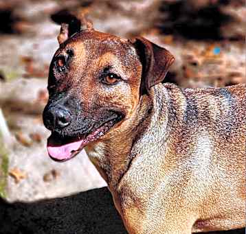 Photo of Bruno