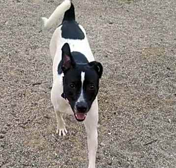 Photo of Dot