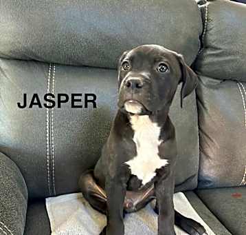 Photo of Jasper
