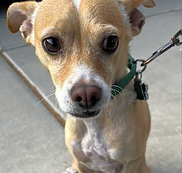 Photo of Ribsy