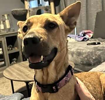 Photo of Layla