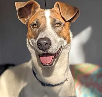 Photo of Lannister