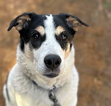 Photo of Indie