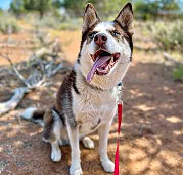 Photo of Shiro