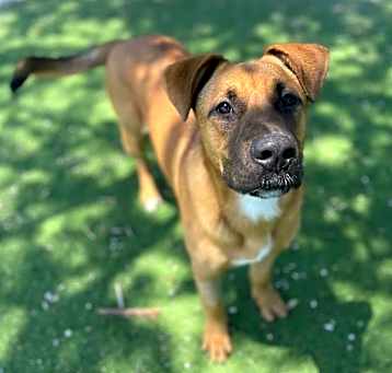 Photo of Ginger