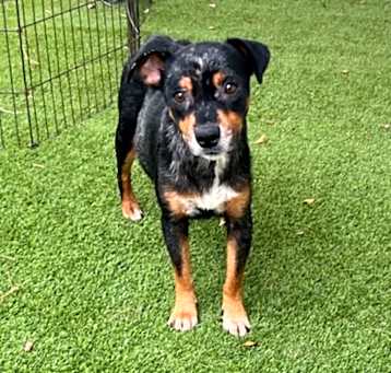 Photo of Sadie 2915