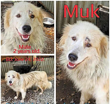 Photo of Muk