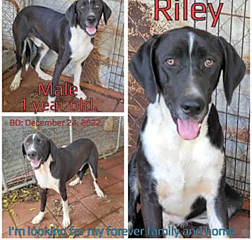 Photo of Riley