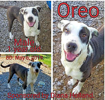 Photo of Oreo